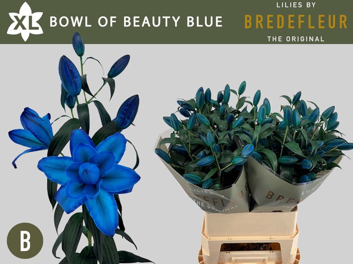 <h4>Li Or Double Klb Bowl Beauty Blue 4+ Bredefleur</h4>