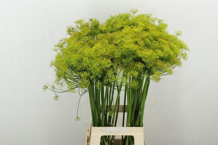 <h4>Anet Graveolens</h4>