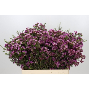 Chamelaucium 'Nina's Delight'