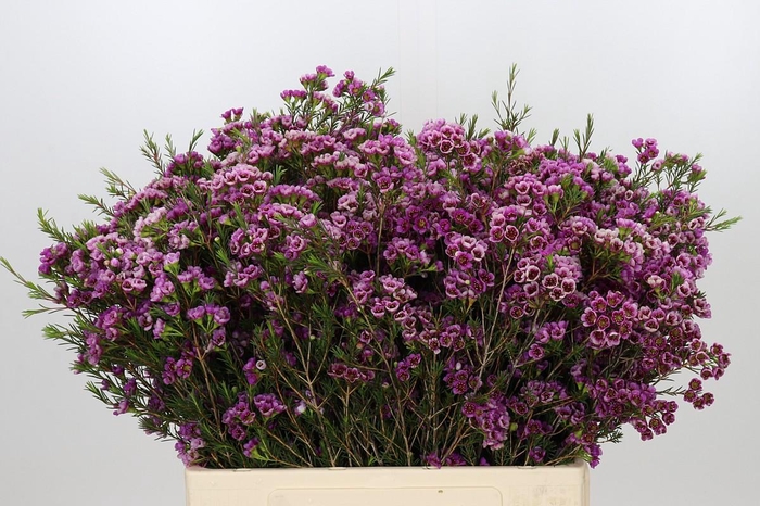 <h4>Chamelaucium 'Nina's Delight'</h4>