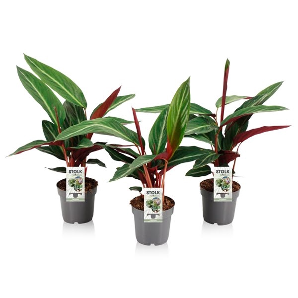 <h4>Calathea Stromanthe</h4>