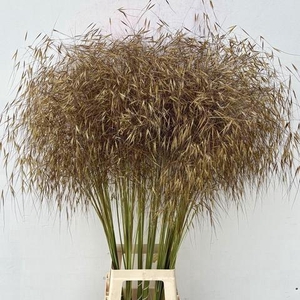 STIPA GIGANTEA 100CM
