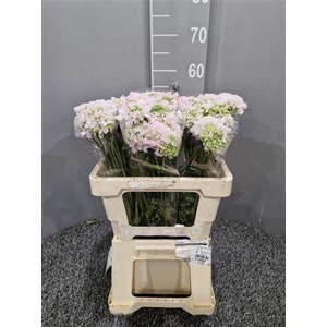 Scabiosa Vanilla