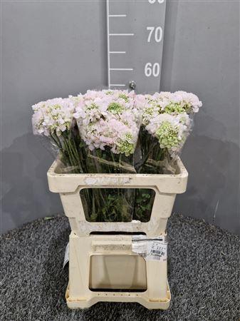 <h4>Scabiosa Vanilla</h4>