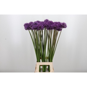 Allium Gladiator