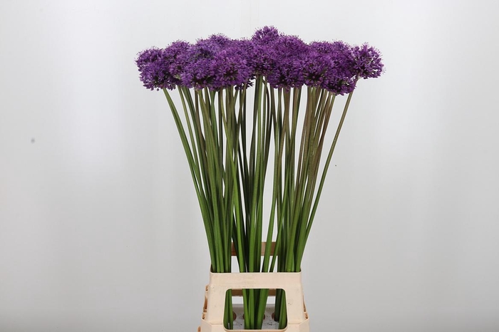 <h4>Allium Gladiator</h4>