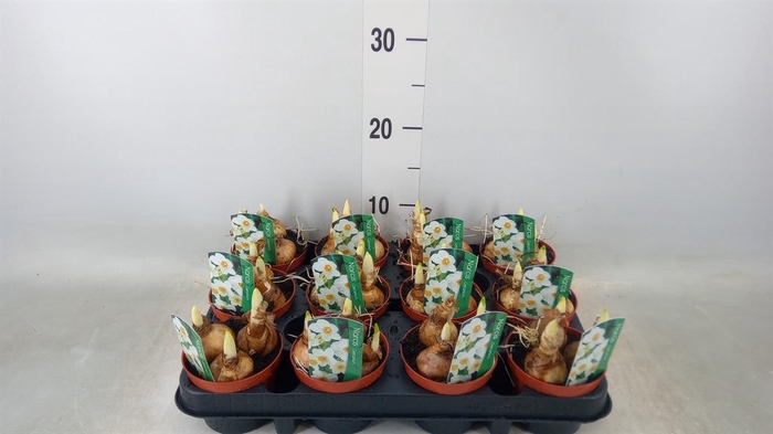 <h4>Narcissus taz. 'Geranium'</h4>