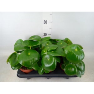 Peperomia polybotrya 'Raindrop'