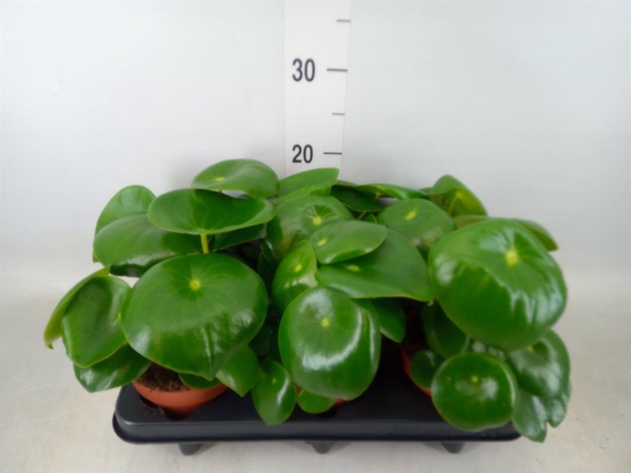 <h4>Peperomia polybotrya 'Raindrop'</h4>