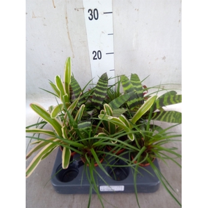 Bromelia   ...mix