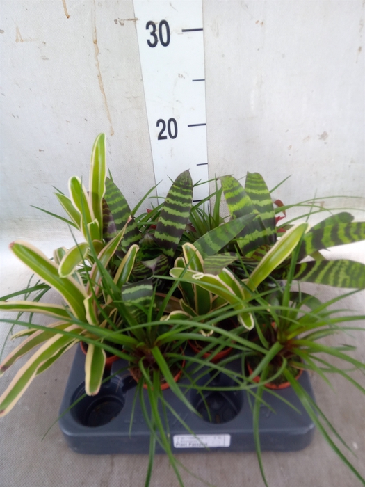 <h4>Bromelia   ...mix</h4>