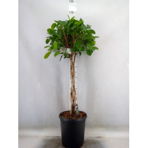 Ficus microcarpa 'Moclame'