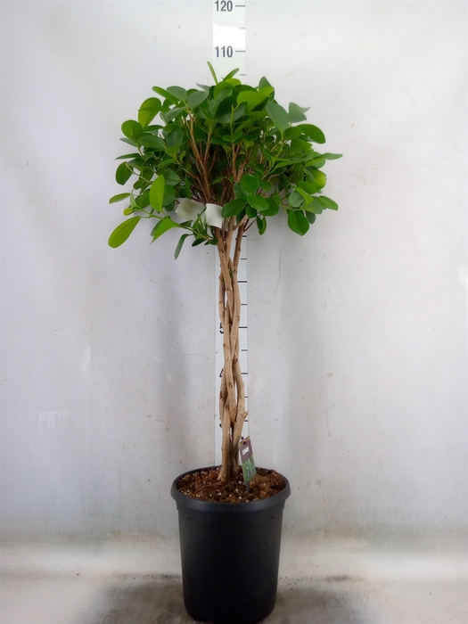 <h4>Ficus microcarpa 'Moclame'</h4>