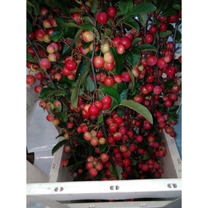 MALUS  'RED SENTINEL'