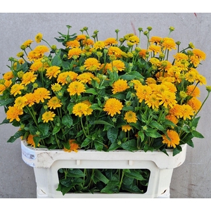 HELIOPSIS HELIANTHOIDES ASAHI HELIO