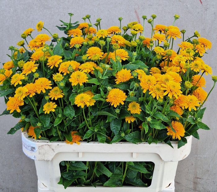 <h4>HELIOPSIS HELIANTHOIDES ASAHI HELIO</h4>