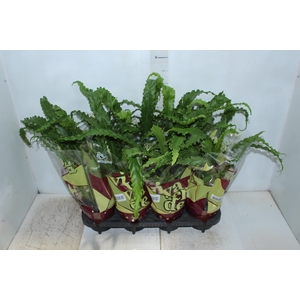 ASPLENIUM OSAKA CRESPO P14