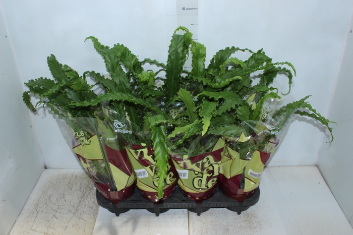 <h4>ASPLENIUM OSAKA CRESPO P14</h4>