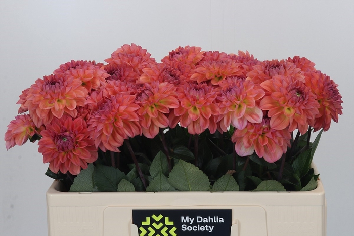 <h4>Dahlia Sebastian</h4>