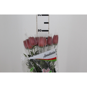 ANASTASIA CHISPA 080 CM BICOLOR
