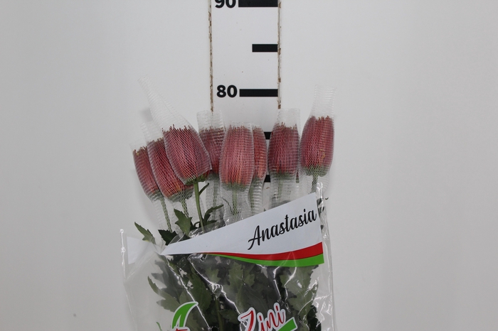 ANASTASIA CHISPA 080 CM BICOLOR