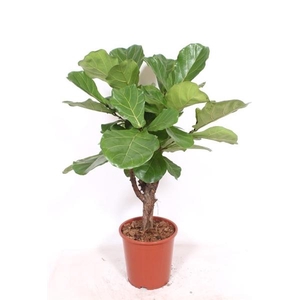 Ficus lyrata