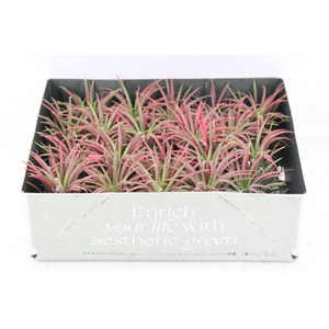 arr3 CP - Till. Ionantha rood x20