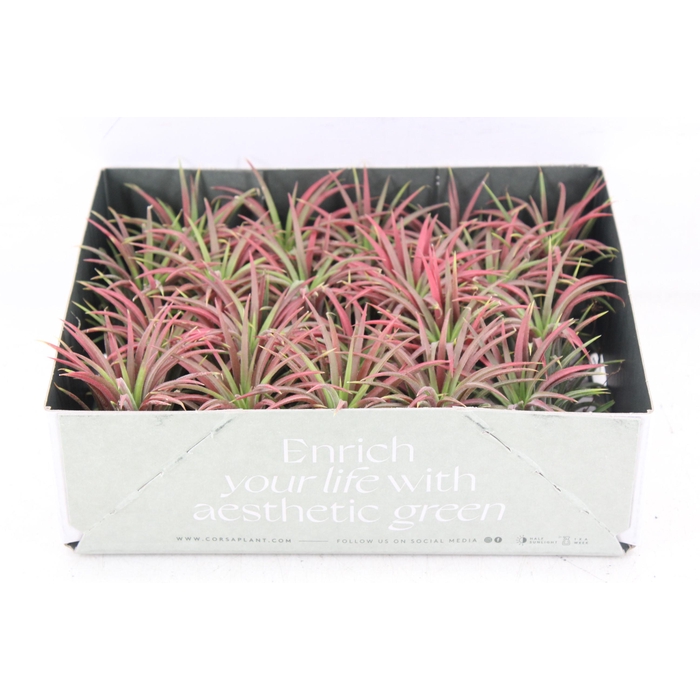 <h4>Arr3 Cp - Till. Ionantha Rood X20</h4>