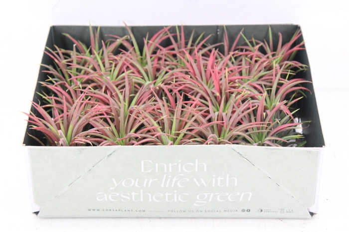 <h4>arr3 CP - Till. Ionantha rood x20</h4>
