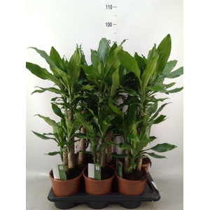 Dracaena frag. 'Steudneri'