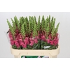 Antirrhinum Avignon Rose