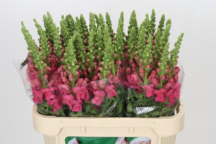 Antirrhinum Avignon Rose