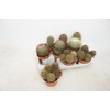Cactus Gem