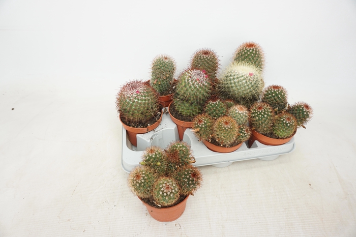 Cactus Gem