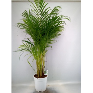 Dypsis lutescens   ...Chrysalidoca