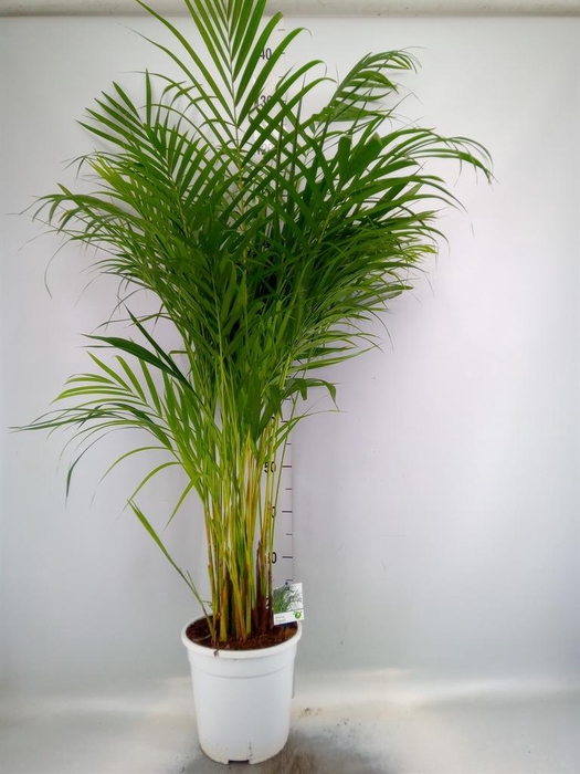 <h4>Dypsis lutescens ...Chrysalidoca</h4>