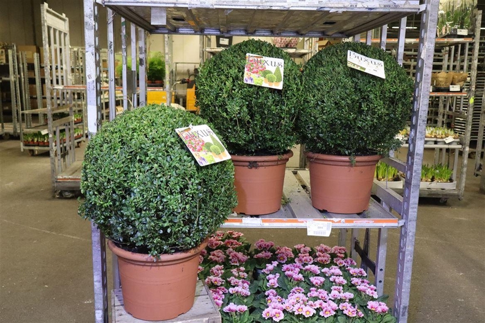 <h4>arr8 Buxu Sempervirens</h4>