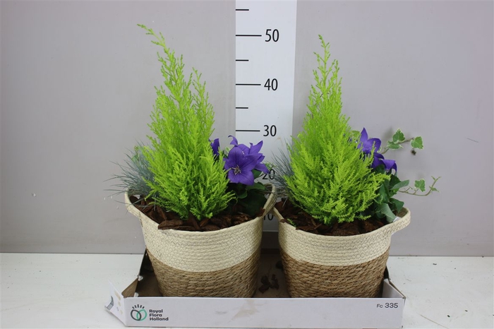 <h4>Arr Tuinplanten In Vlechtmand Bicolor</h4>