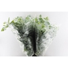 Euca Cinerea 200 Gram Extra Fr