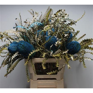 Banksia Speciosa Blue