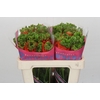 Ranunculus Romance Crown Nervion