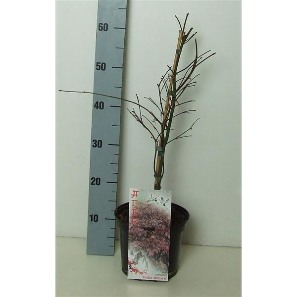 <h4>Acer palmatum 'Inaba-shidare' P19 Full CC</h4>