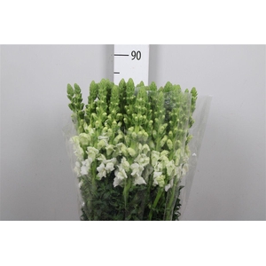 Antir Antib Earl Whi