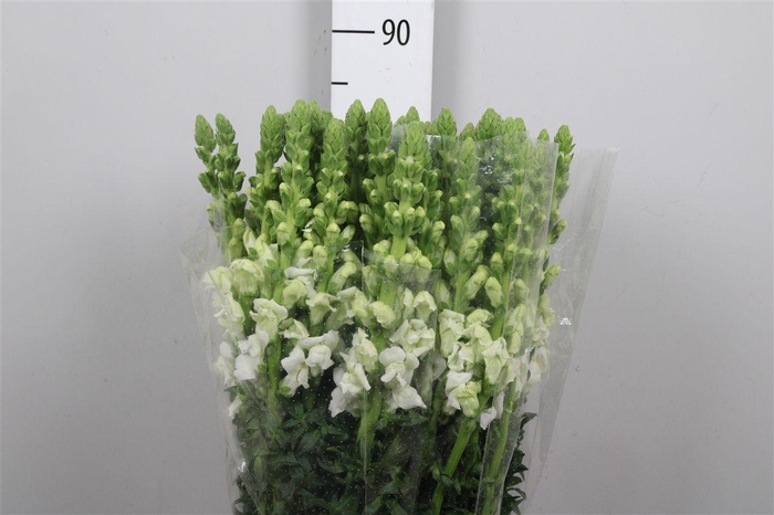 <h4>Antir Antib Earl Whi</h4>