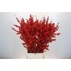 Ilex Rood