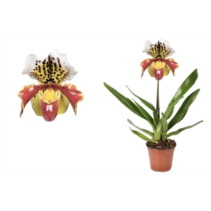 Paphiopedilum p12 USA hybride 1bl