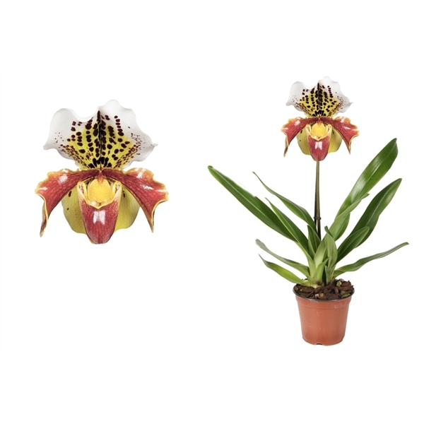 <h4>Paphiopedilum p12 USA hybride 1bl</h4>