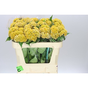 Celosia Act Inca