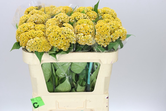 <h4>Celosia Act Inca</h4>