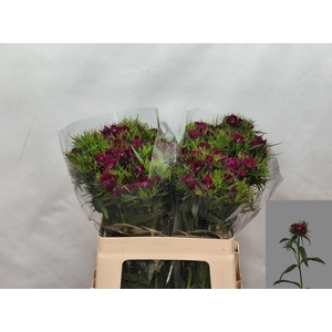 DI BARB SWEET WILL PURPLE